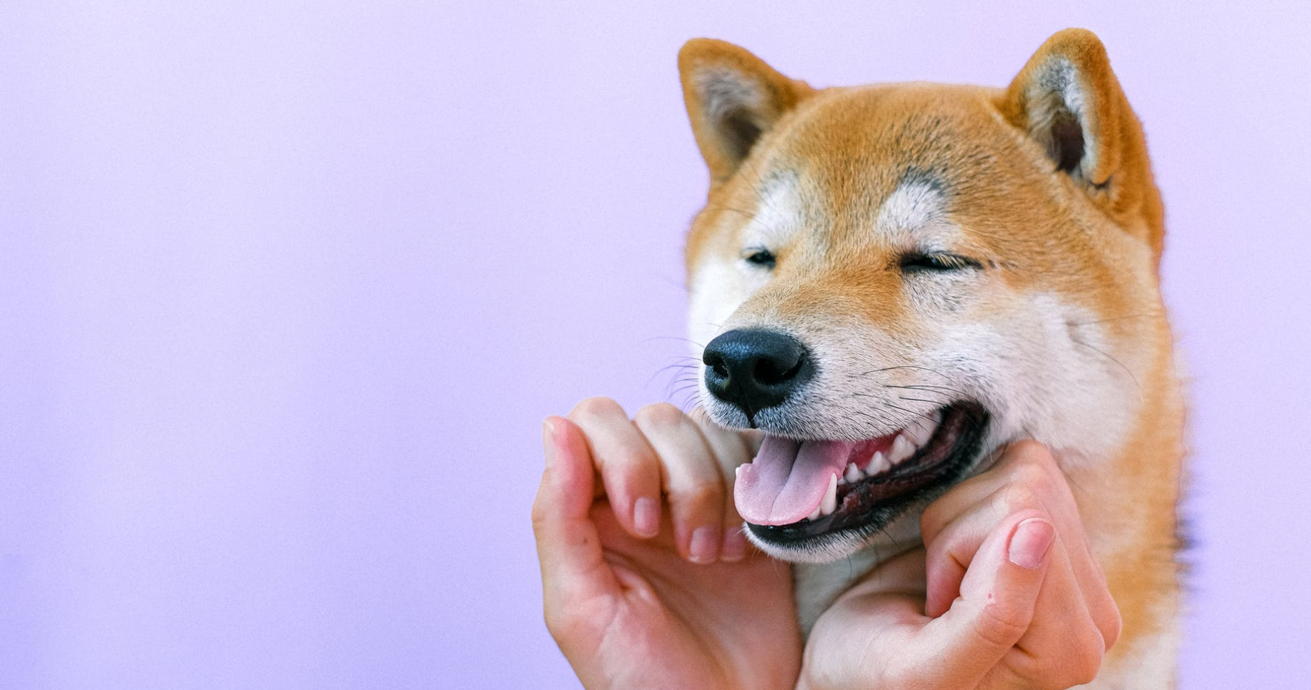 Top 5 Best Vet Med News to Come Out of 2020